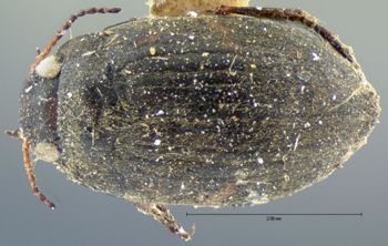 Media type: image;   Entomology 6003 Aspect: habitus dorsal view